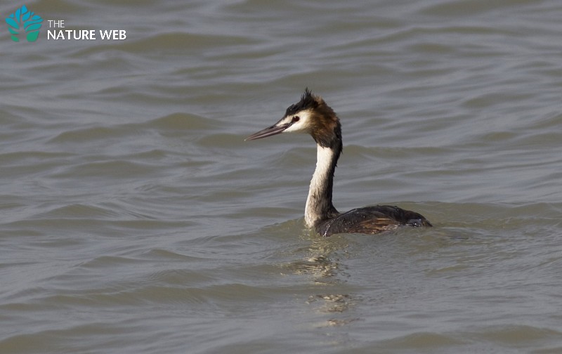 Great Crested Grebe